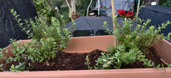 IMG_20250715_201859.jpg