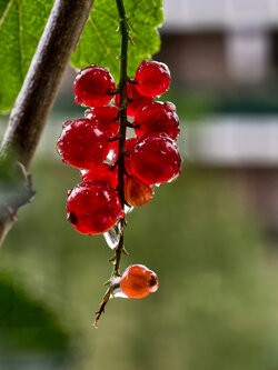 IMG_20250716_104532.jpg