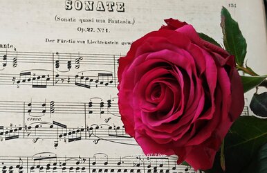 Rose16.7.25.jpg