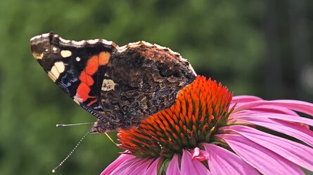 IMG_20250714_132644.jpg