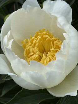IMG_1805.jpeg