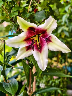 IMG_20250718_114814.jpg