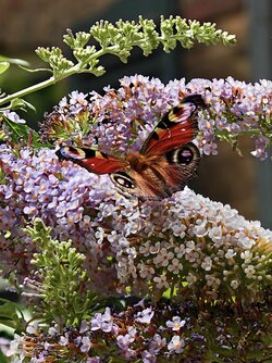 IMG_20250718_135352.jpg