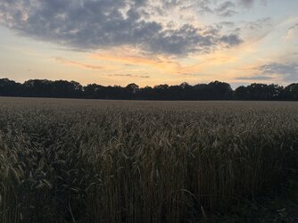 IMG_0809.jpg