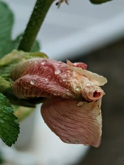 IMG20250719173254~2.jpg