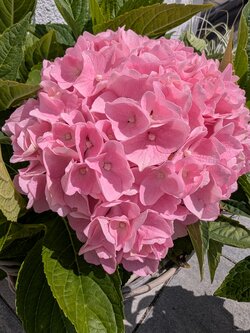PXL_20250719_093004826.jpg