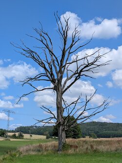 PXL_20250719_122035228.jpg