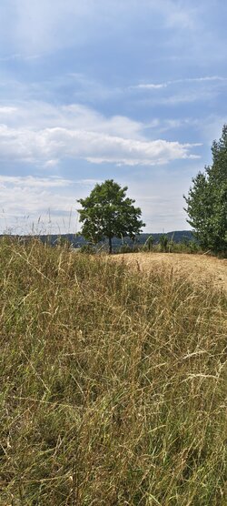 IMG_20250719_123731761_HDR.jpg