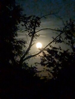 PXL_20250711_210120685.NIGHT.jpg