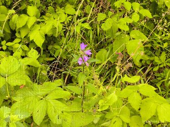 IMG_20250712_092955_293.jpg