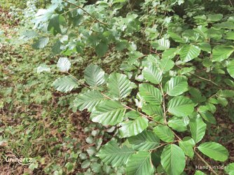 IMG_20250712_094411_434.jpg
