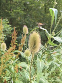 IMG_20250712_101450_966.jpg