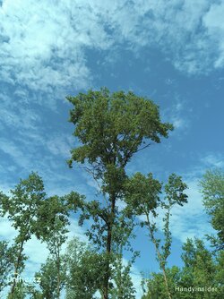 IMG_20250712_101800_589.jpg