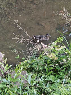 IMG_20250718_201255.jpg