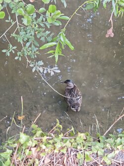 IMG_20250718_201353.jpg