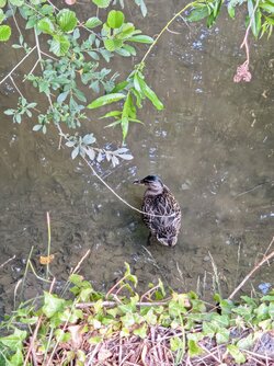 IMG_20250718_201353~2.jpg