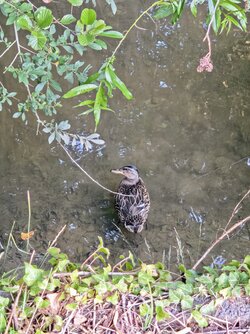 IMG_20250718_201349~2.jpg