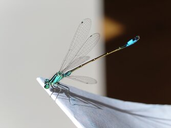 20250704_163956281.JPG
