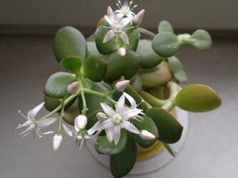 20101205_111623.jpg