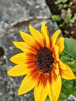 IMG20250723121706~2.jpg