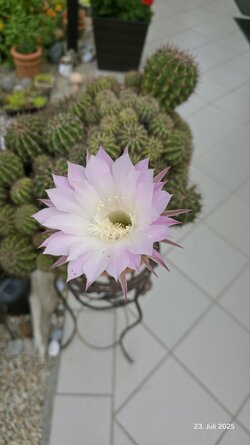 20250723_094635.jpg