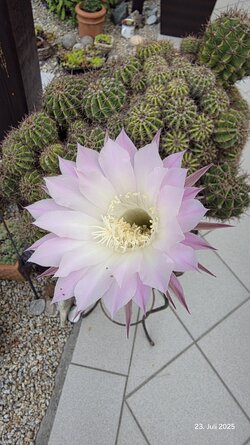 20250723_094525.jpg