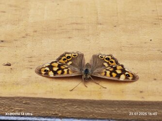 IMG_20250723_164311.jpg