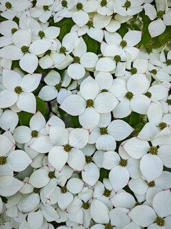 IMG_20250723_164400.jpg