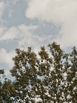 IMG_20250714_181846.jpg