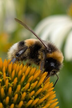 Hummel.jpg