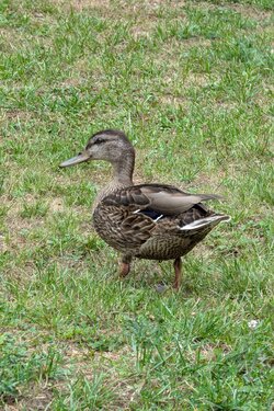 Ente.jpg