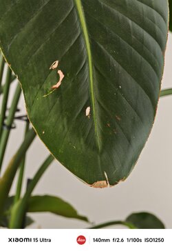 IMG_20250725_144656.jpg