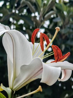 IMG20250725171255~2.jpg