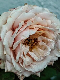 IMG20250725171411~2.jpg