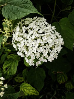 IMG_20250723_161104.jpg