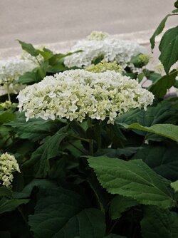 IMG_20250723_161117.jpg