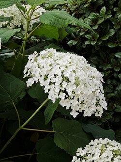 IMG_20250723_161126.jpg