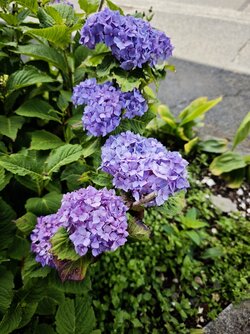 IMG_20250723_161136.jpg