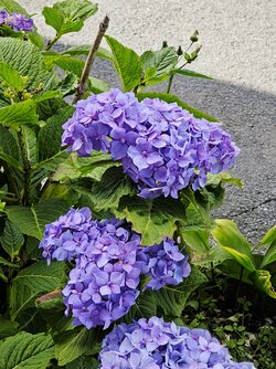 IMG_20250723_161201.jpg