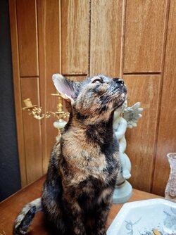 IMG_20250727_105457.jpg