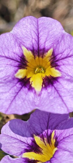 IMG_20250727_123337.jpg