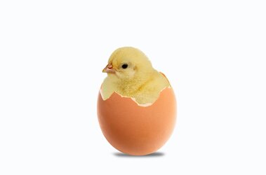 chick-6075658_960_720.jpg