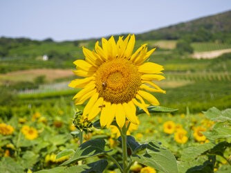 IMG_20250724_093216.jpg