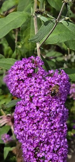 20250728_151100(1).jpg