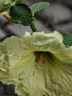 IMG20250728185742~2.jpg