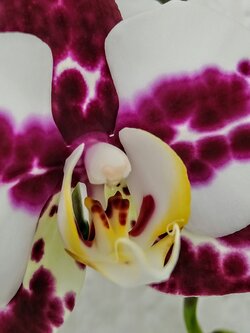 IMG20250728191221~2.jpg