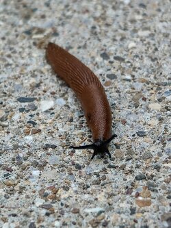IMG20250728185531~2.jpg