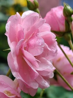 IMG20250729112458~2.jpg
