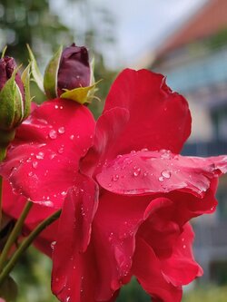 IMG20250729112435~2.jpg