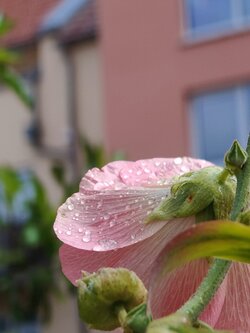 IMG20250729112351~2.jpg